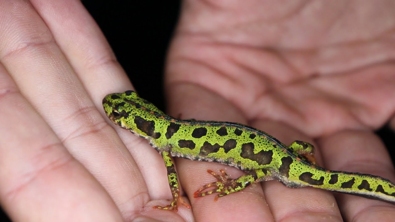 🐸 Noche de Anfibios en Papelillos con Fran de la Dehesa (3 Noviembre 2020)🦎