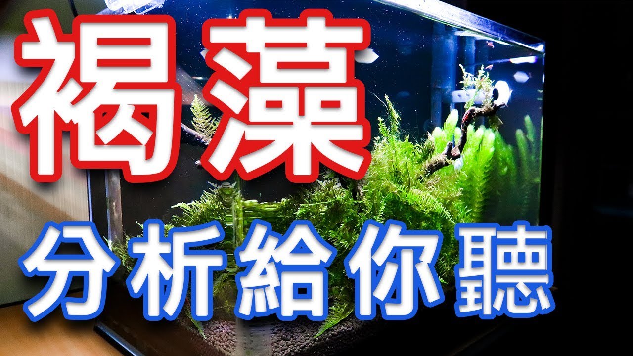 【淺談】蝦缸│褐藻│藻類的拉鋸戰│繼上一部影片分析問題│Crystal shrimp│shrimp