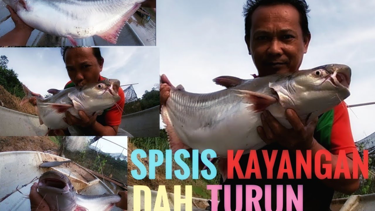 spisis kayangan dah turunnn