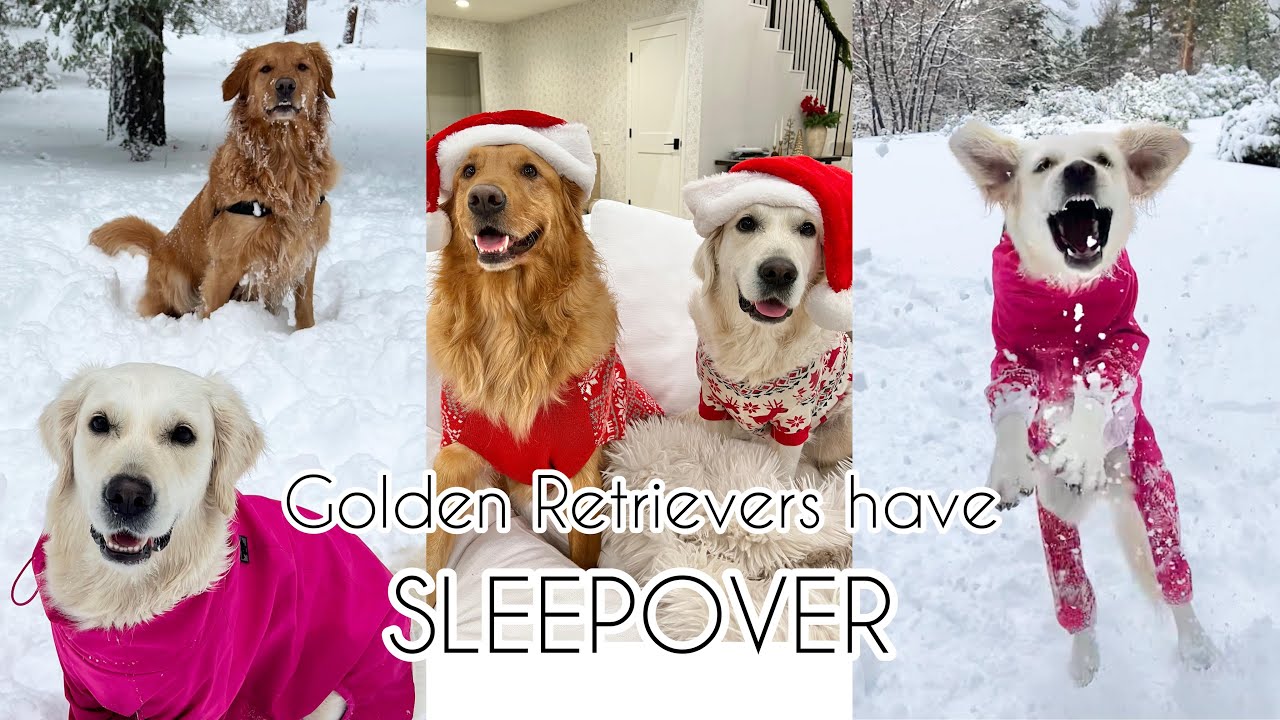 My Dog has a Sleepover with her Best Friend!