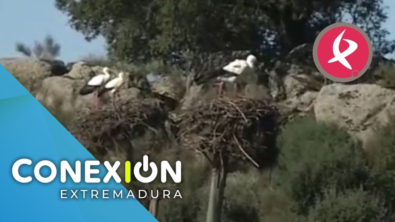 Un sello único: Malpartida de Cáceres, pueblo Europeo de la Cigüeña | Conexión Extremadura