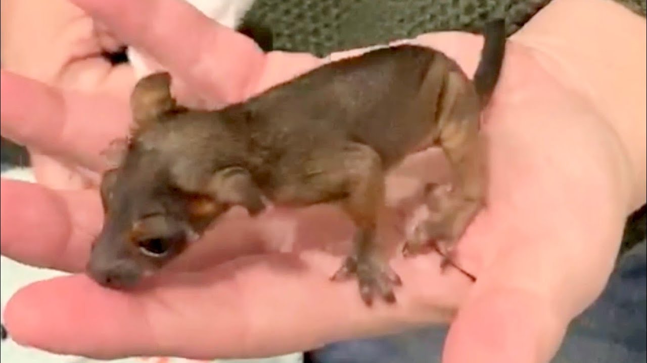 Ringtail joeys in care:  Jack and Jill with Joanna