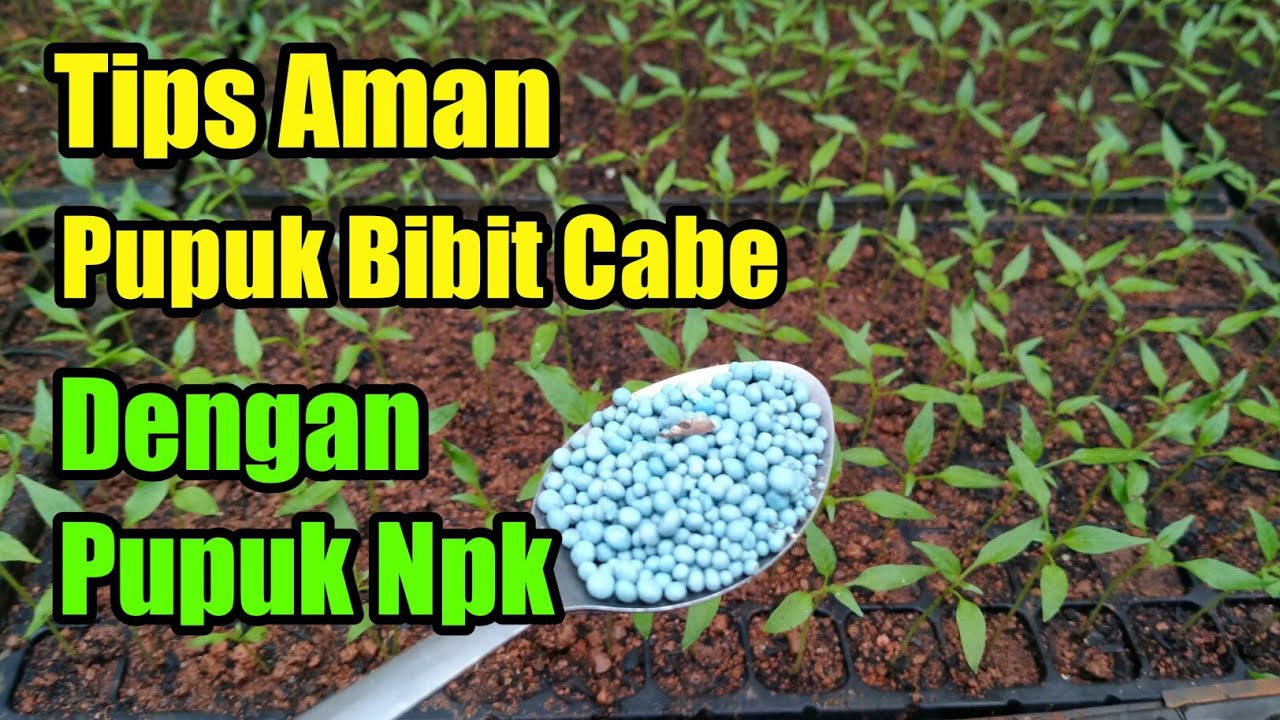 Pemupukan bibit cabe dengan pupuk npk