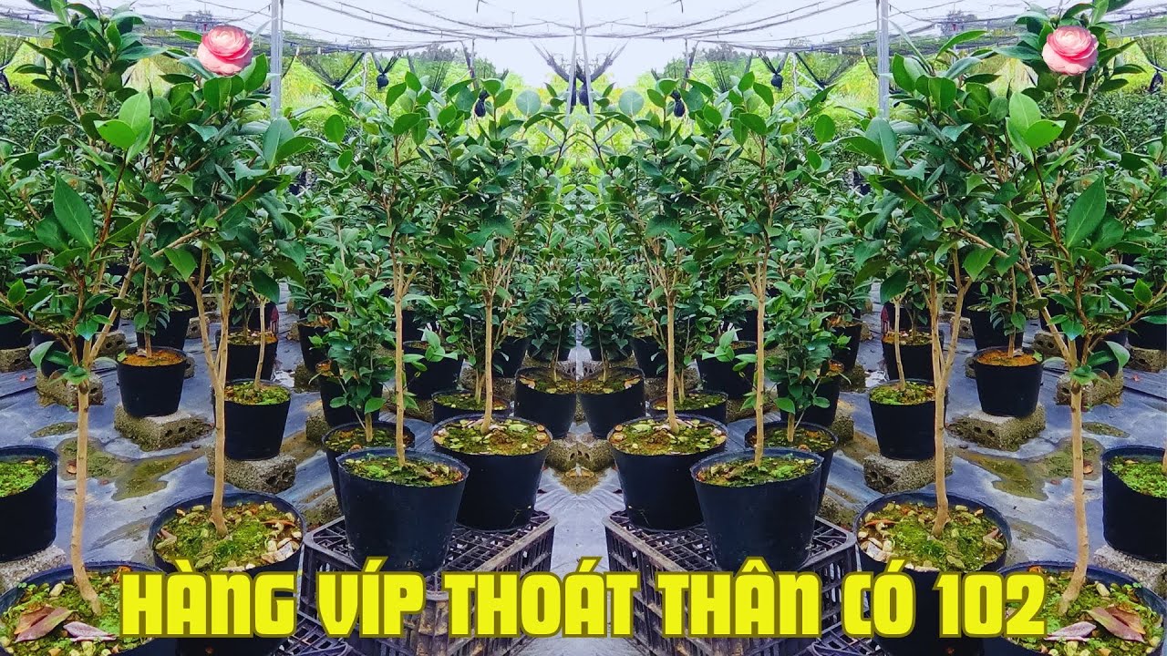TRÀ PHẤN CUNG ĐÌNH THOÁT THÂN CỰC HIẾM, 1 NĂM XUẤT BÁN 1 LẦN, CỰC HÓT HIỆN NAY | VKC 0988015061