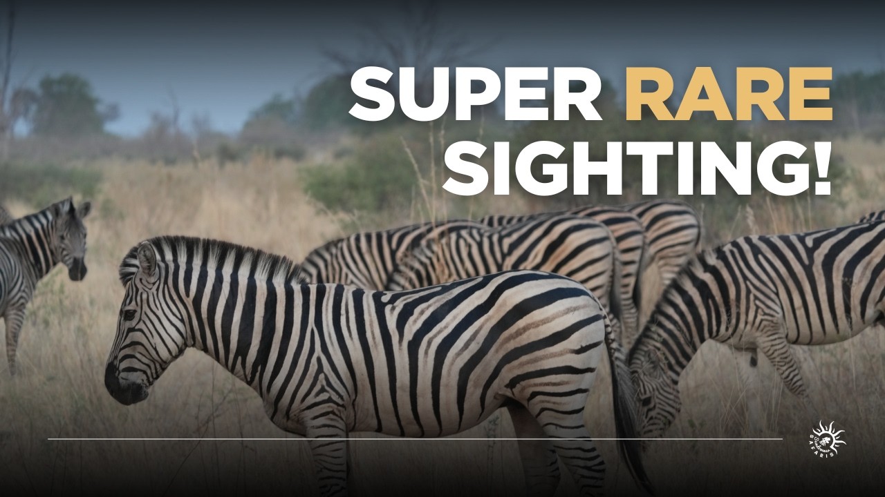 We had a rare sighting at this new camp in Botswana
