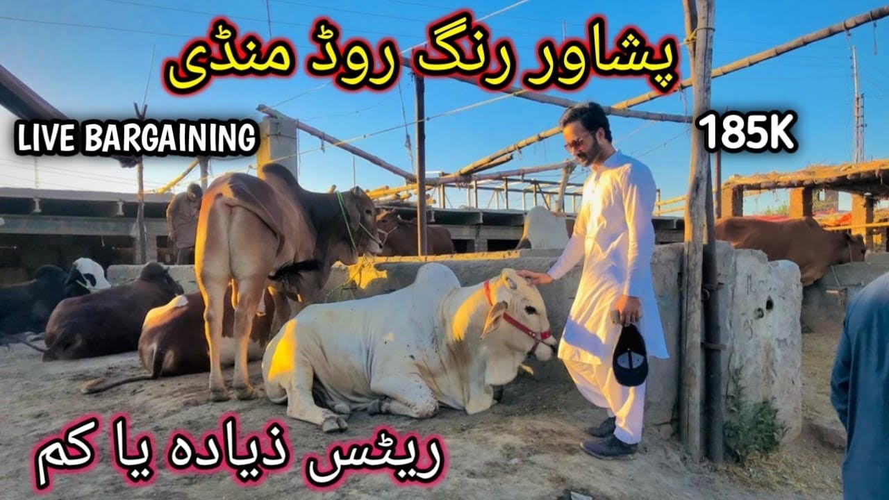 Ring Mandi Peshawar Latest prices and Live Bargaining Bakra mandi pakistan Cow mandi 2024