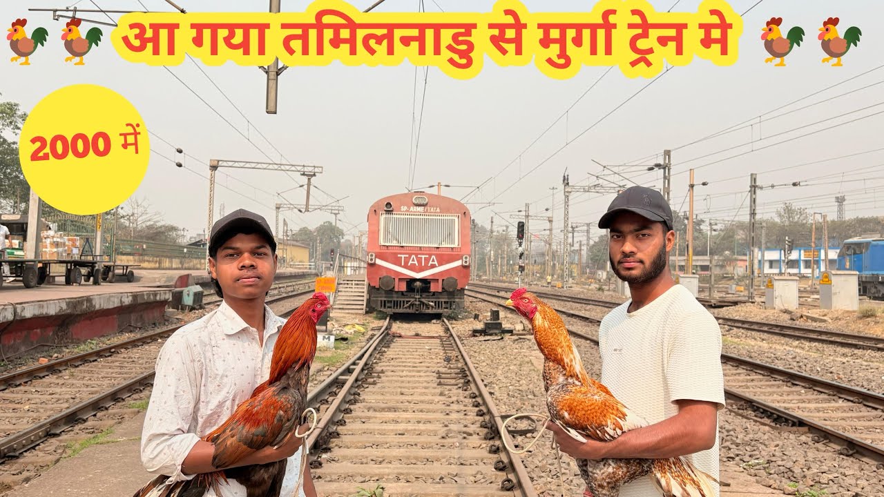 Tamilnadu ka murga 🐓 aa gaya | snr flyers Tatanagar Jamshedpur | aseel murga 🐓 