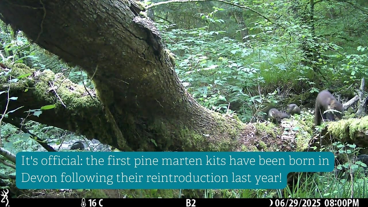Pine marten kits on camera - a historic milestone for Devon&rsquo;s wildlife!