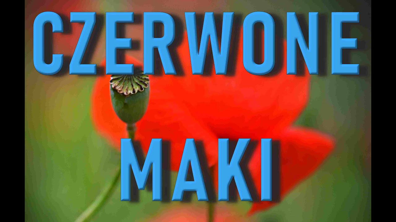 Czerwone maki  #mojmakroswiat Mój Makro Świat  My macro world #maki #pszczoly