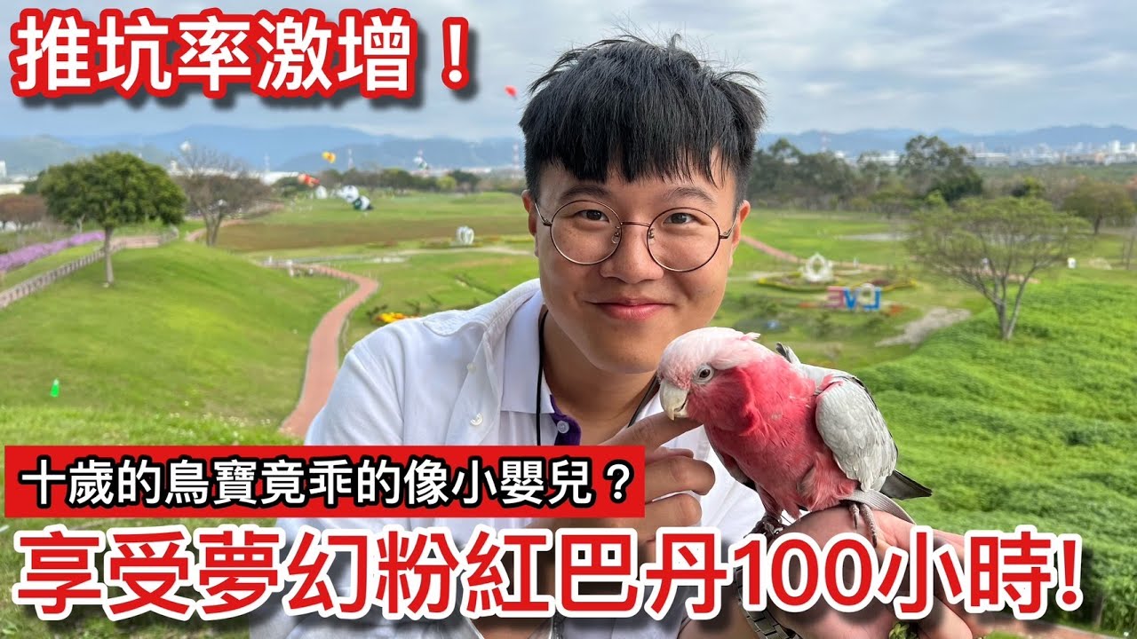 超推坑！稀有「粉紅巴丹鸚鵡」飼養100小時「少女心」大爆發！成群金剛「齊飛后里」超壯觀！辦在百貨公司「鳥聚同樂會」看到媽媽竟超錯愕？【鸚鵡小木屋】【養100小時 EP5】ft.鸚鸚美代子 網美紅姿姿
