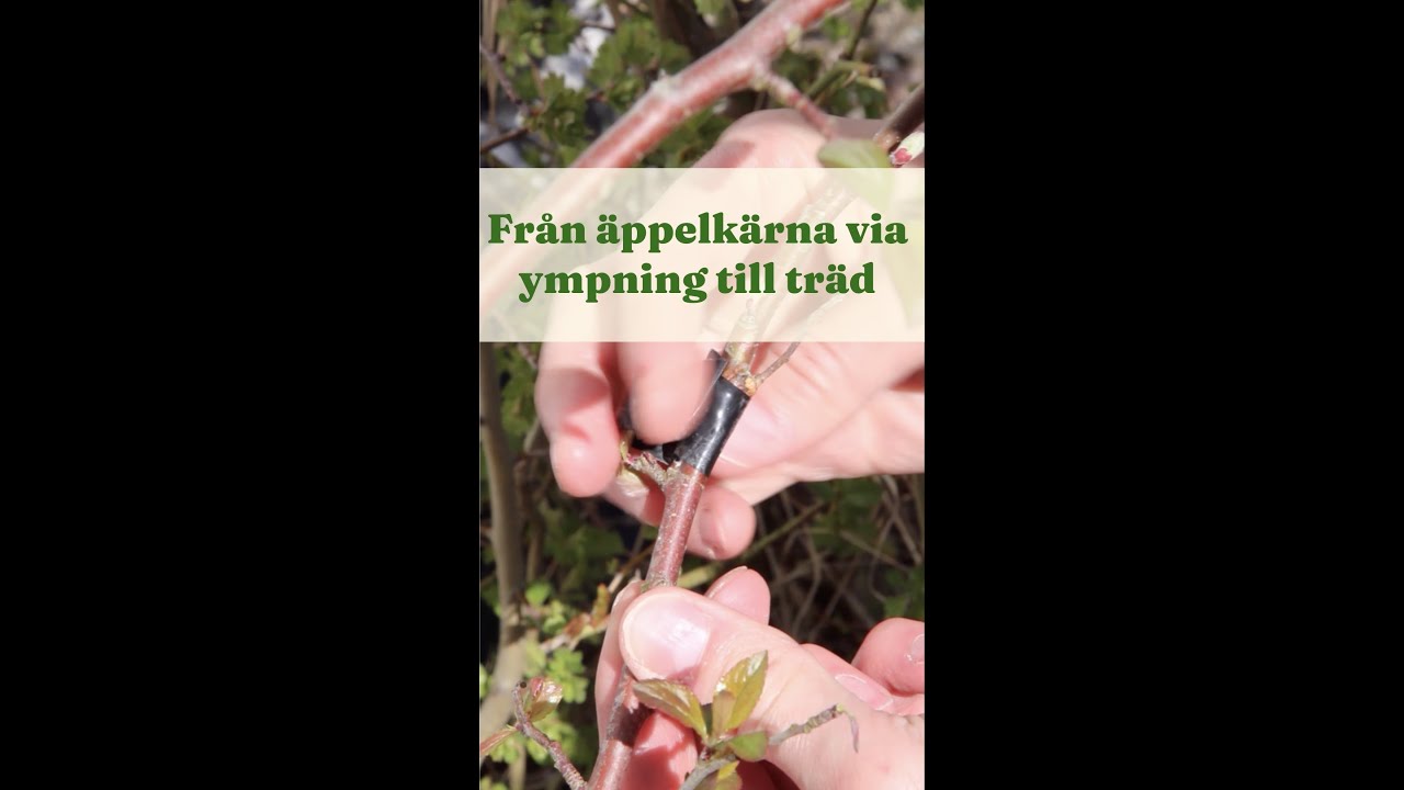 Från äppelkärna via ympning till träd - Trädgårdshacks med GardenR