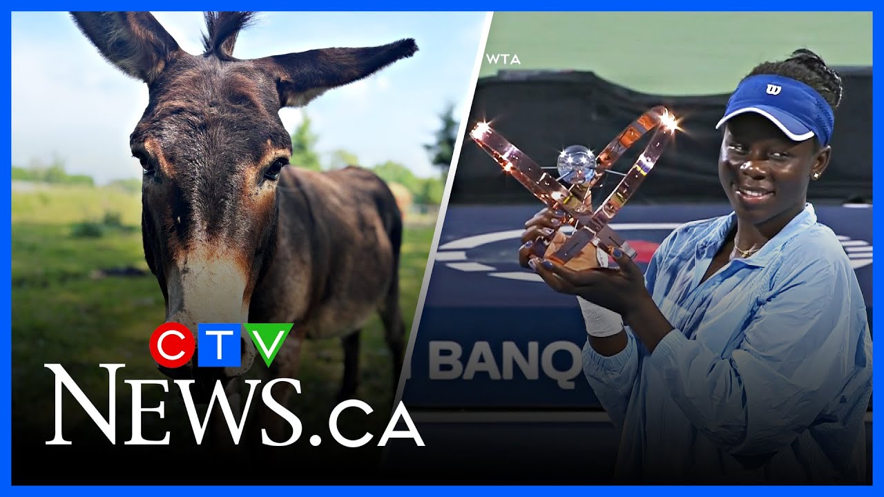 Final Five: A new tennis queen and a donkey desperate for love