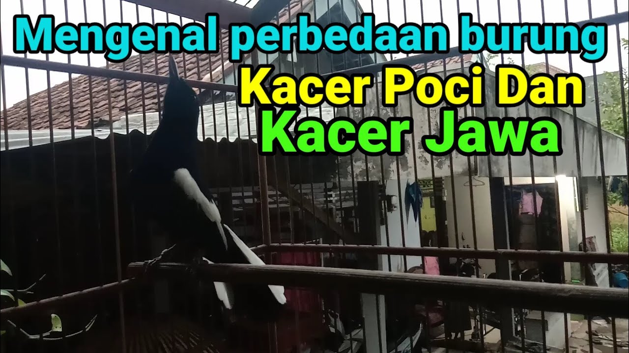 Sedikit Mengenal Burung Kacer Poci Dan Kacer Jawa