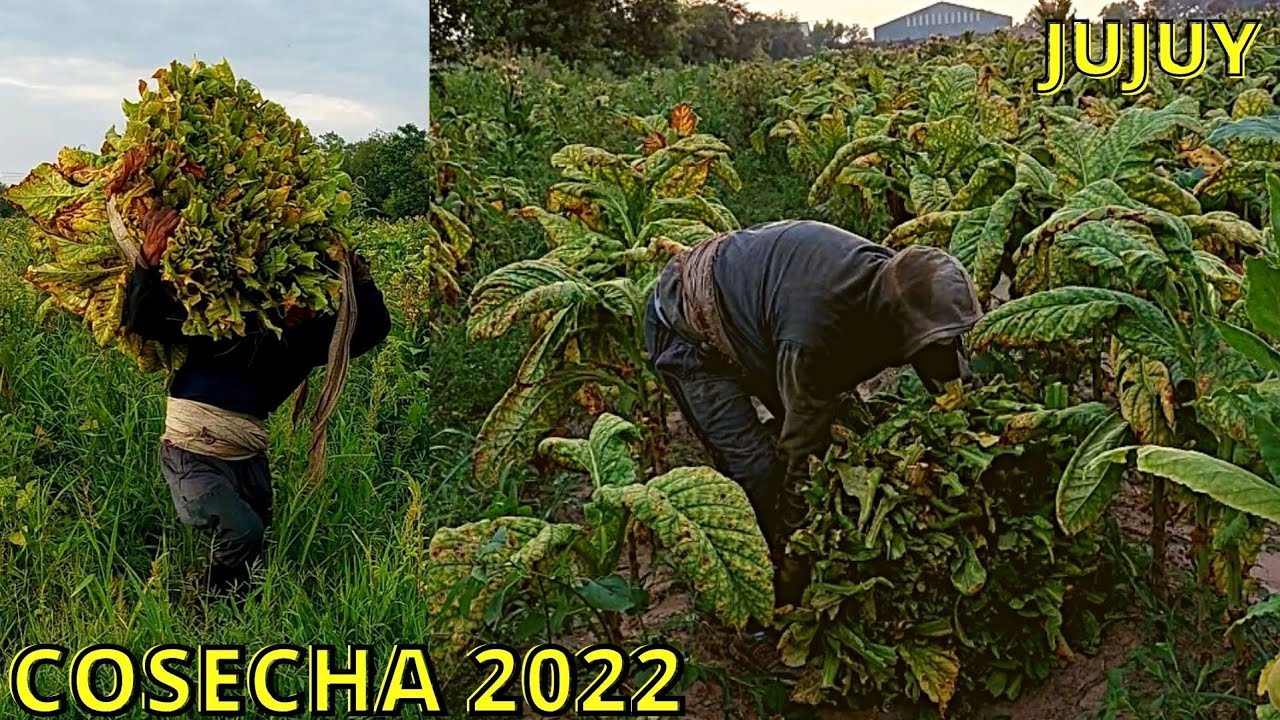 Como se trabaja en JUJUY. Te muestro la cosecha de TABACO