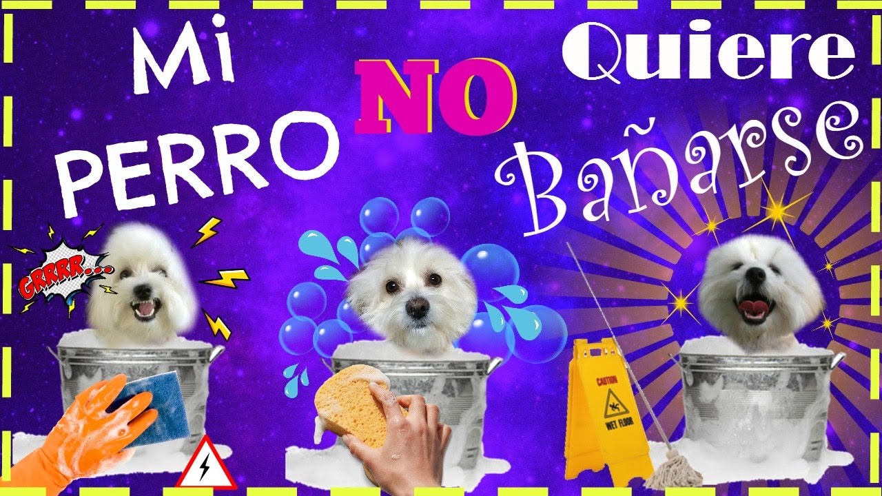 A mi PERRO NO le GUSTA BAÑARSE, Mis trucos para que lo disfruten, Coton de tulear I Lorentix