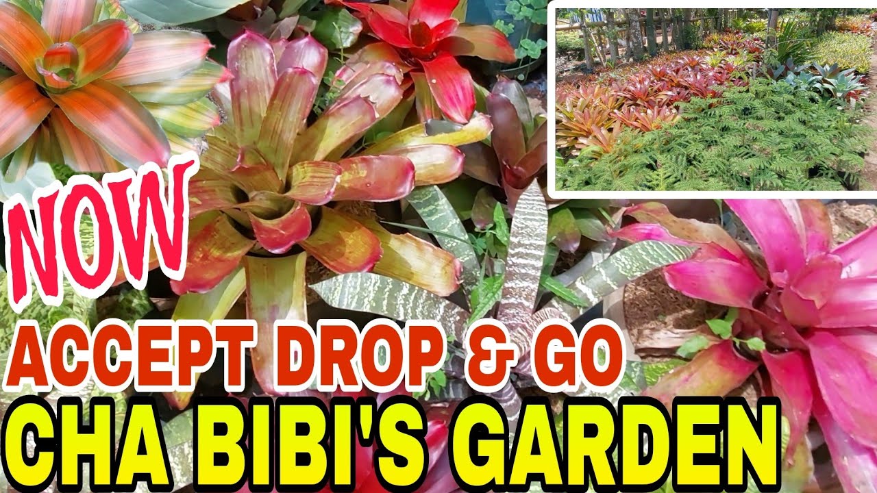 GARDEN TOUR || UPDATE PRICE / BROMELIADS & OTHER PLANTS #everyone #garden #vlog #youtube #subscribe