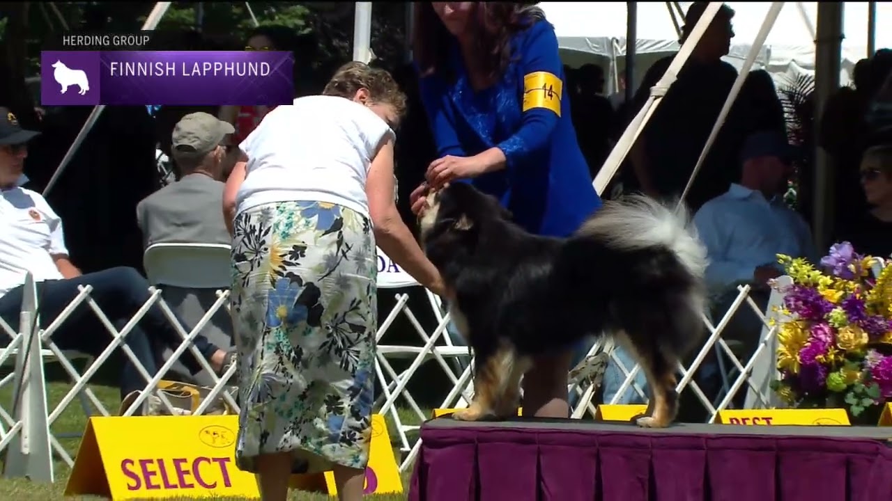 Finnish Lapphunds | Breed Judging 2022