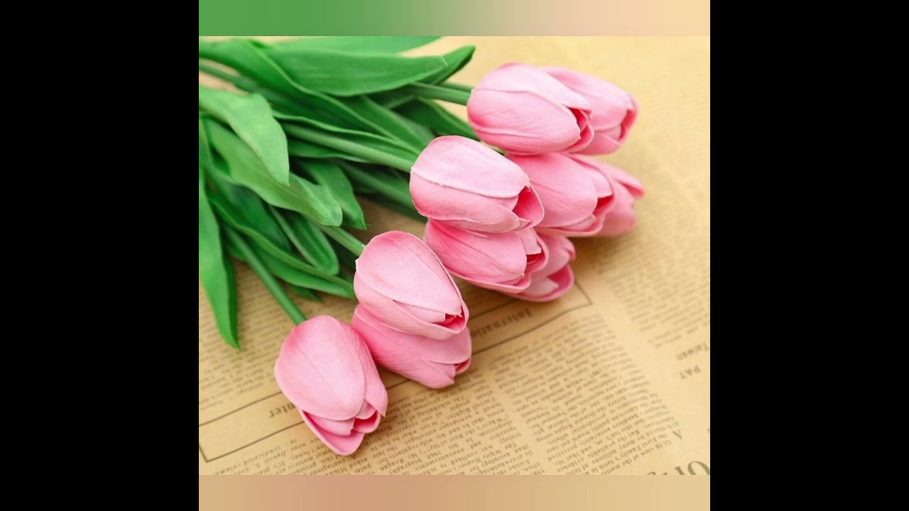 TULIP FLOWER IMAGES