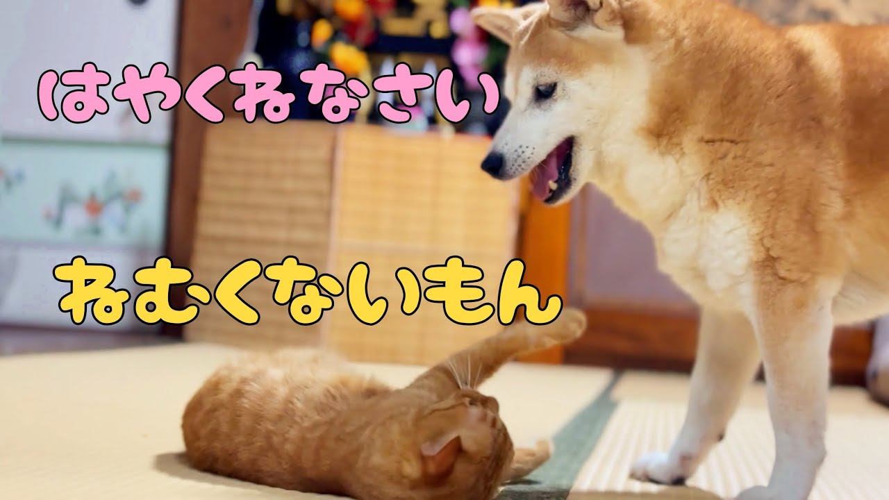 はじめて夜ふかしをした猫　Luna&rsquo;s First Late Night