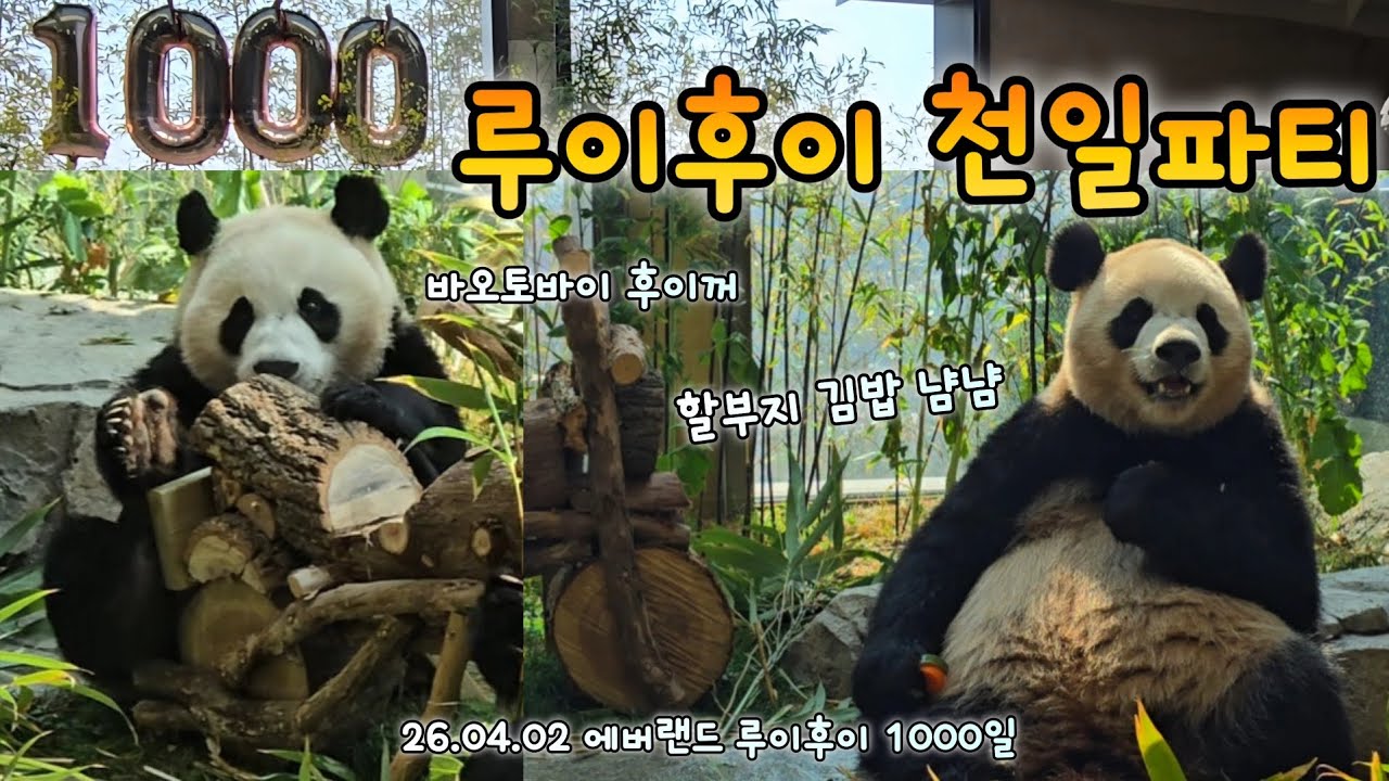 루이는 할부지표 김밥 냠냠💜후이는 바오토바이 찜콩💓 루이후이 천일 축하해 26.04.02 Everland Ruibao Huibao 
