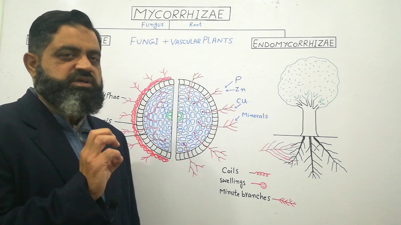 Mycorrhizae Urdu /Hindi medium @prof.masoodfuzail| Endomycorrhizae | Ectomycorrhizae | Mutualism