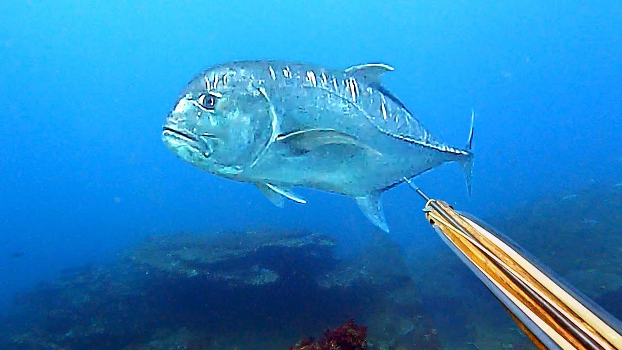 ОХОТА НА МОНСТРОВ В ГНЕЗДАХ РЫБЫ GT! - Spearfishing Fish Hunt Indonesia