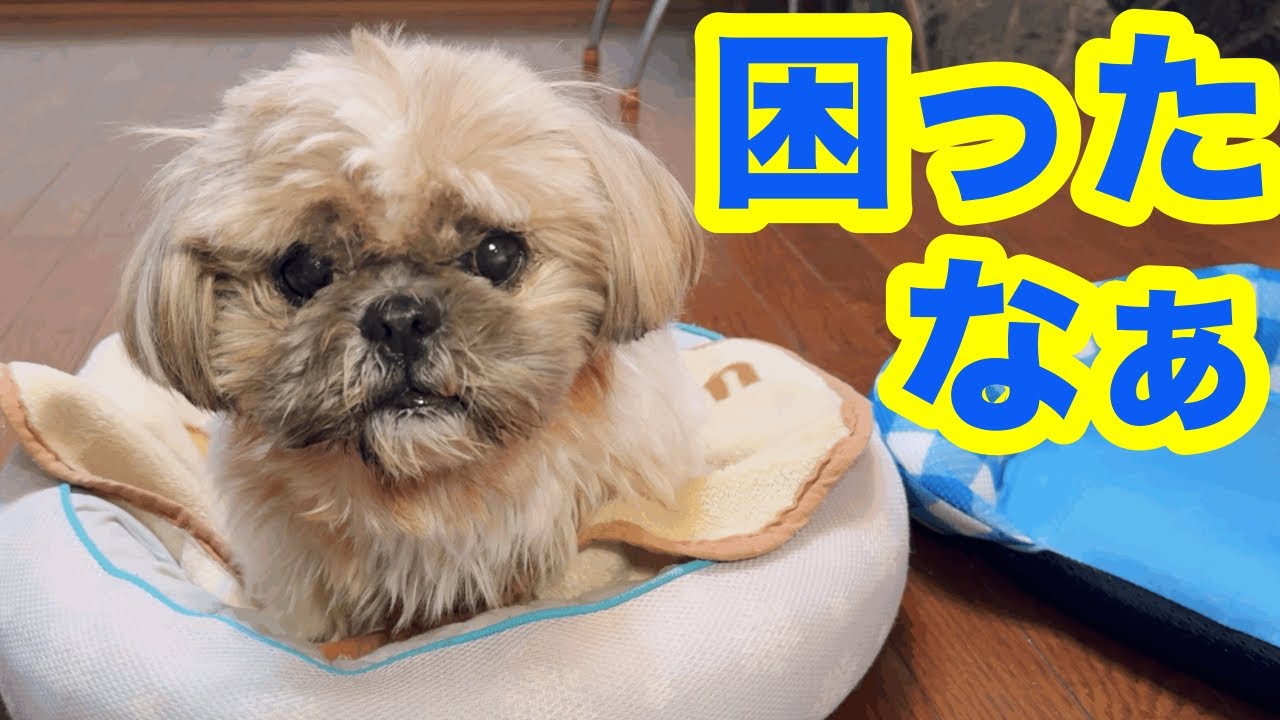 感情が顔に出るシーズー【犬の味覚５選】レモンマジック