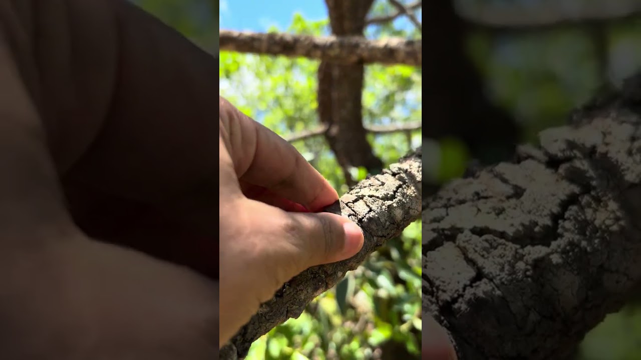 #barbatimao#plantas que curam#striphynodendrumadstringentis#marcialopes