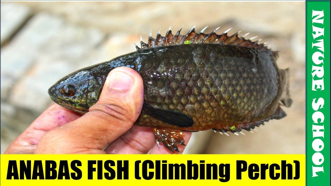 Anabas fish catching from pond