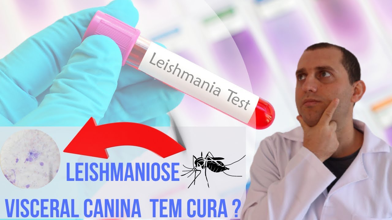 ✅Leishmaniose visceral canina tem cura ?