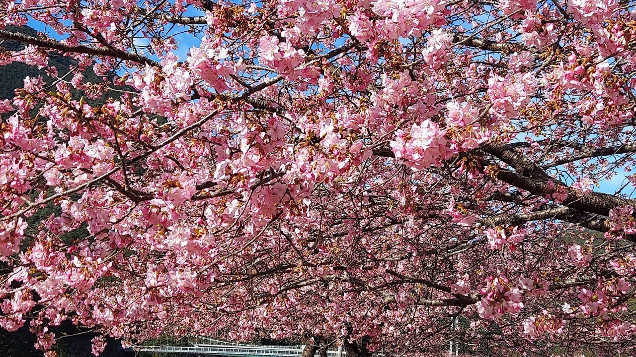 種まき権兵衛の里へ河津桜観に行く🌸🌸🌸🌸🌸🌸🌸🌸🌸🌸🌸🌸🌸