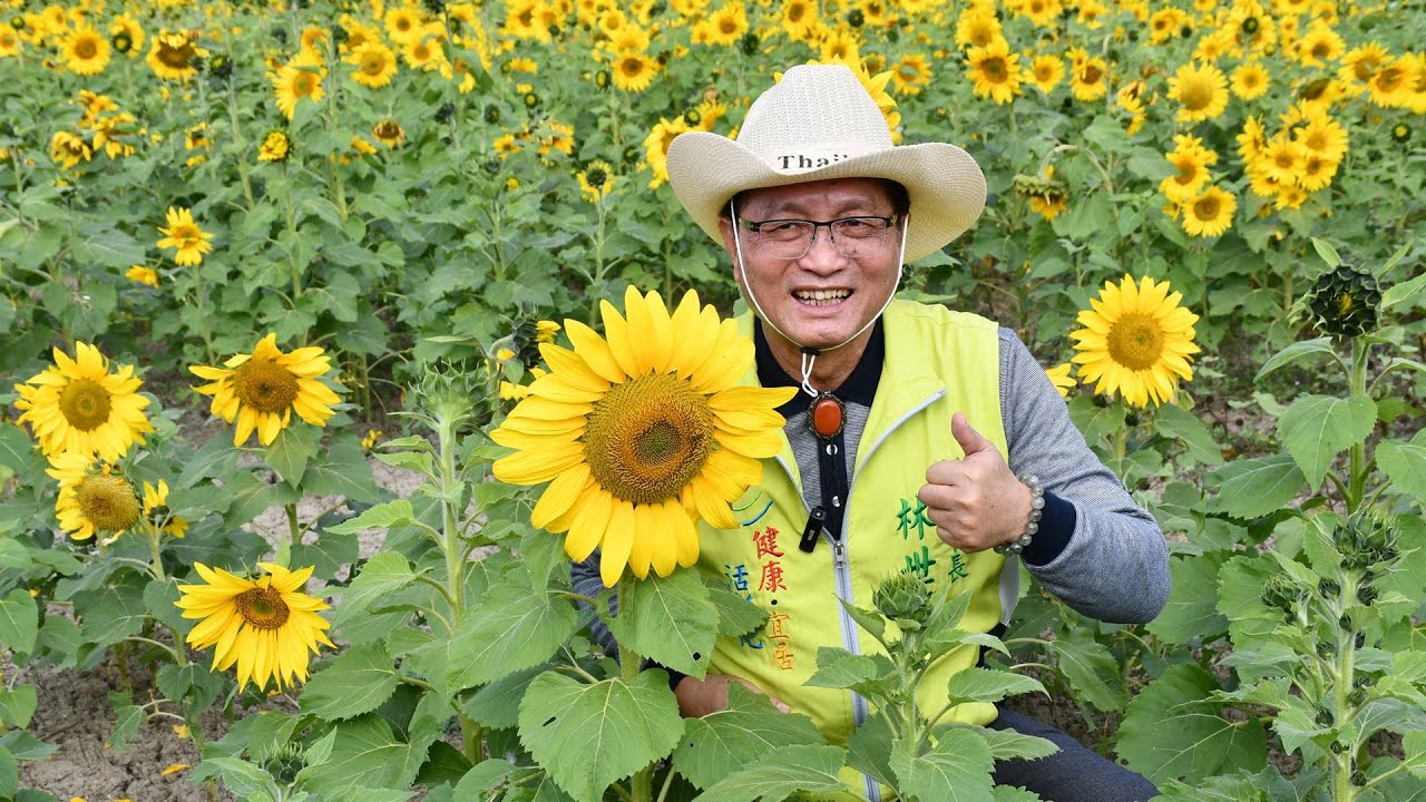 彰化市彰草路與金馬路交叉路口農田　在浪漫的花海活動遇見幸福