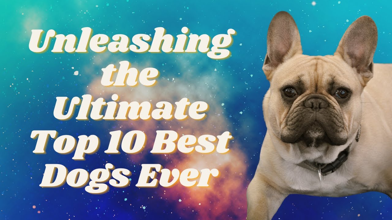 Unleashing the Ultimate Top 10 Best Dogs Ever