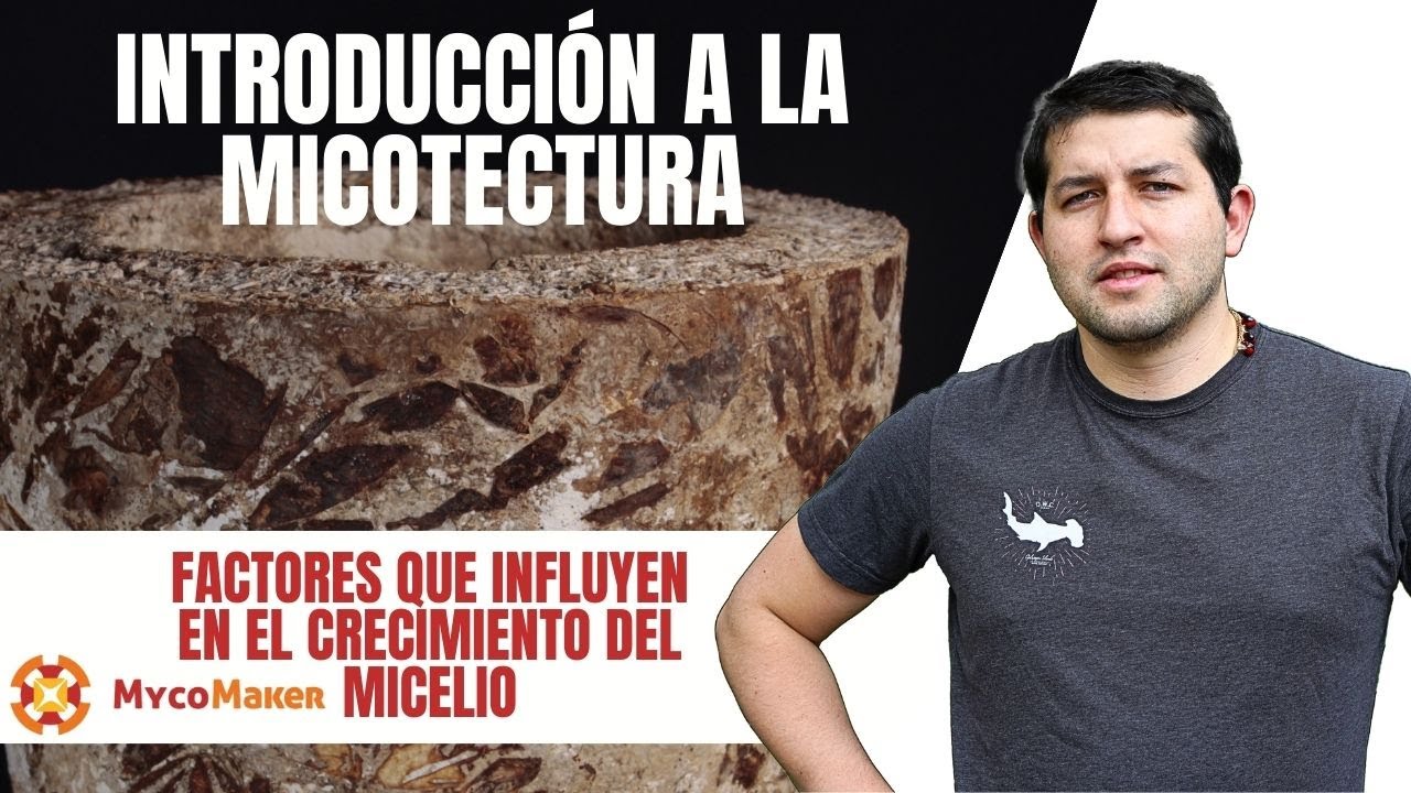 6 FACTORES QUE INFLUYEN EN EL CRECIMIENTO DEL MICELIO