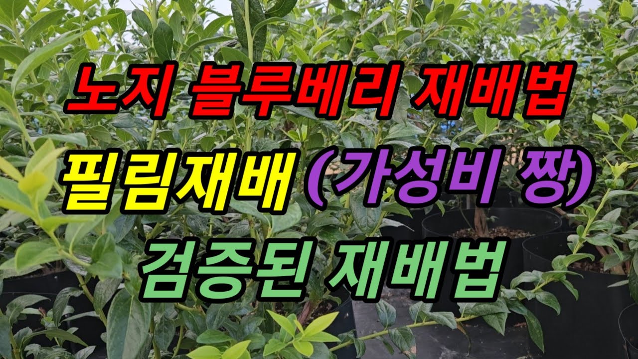 노지 블루베리 필림재배법, 폭우, 폭염에 유리한 재배 #메도우락 전문농장육성 #메도우락 묘목판매(010 8895  4161)