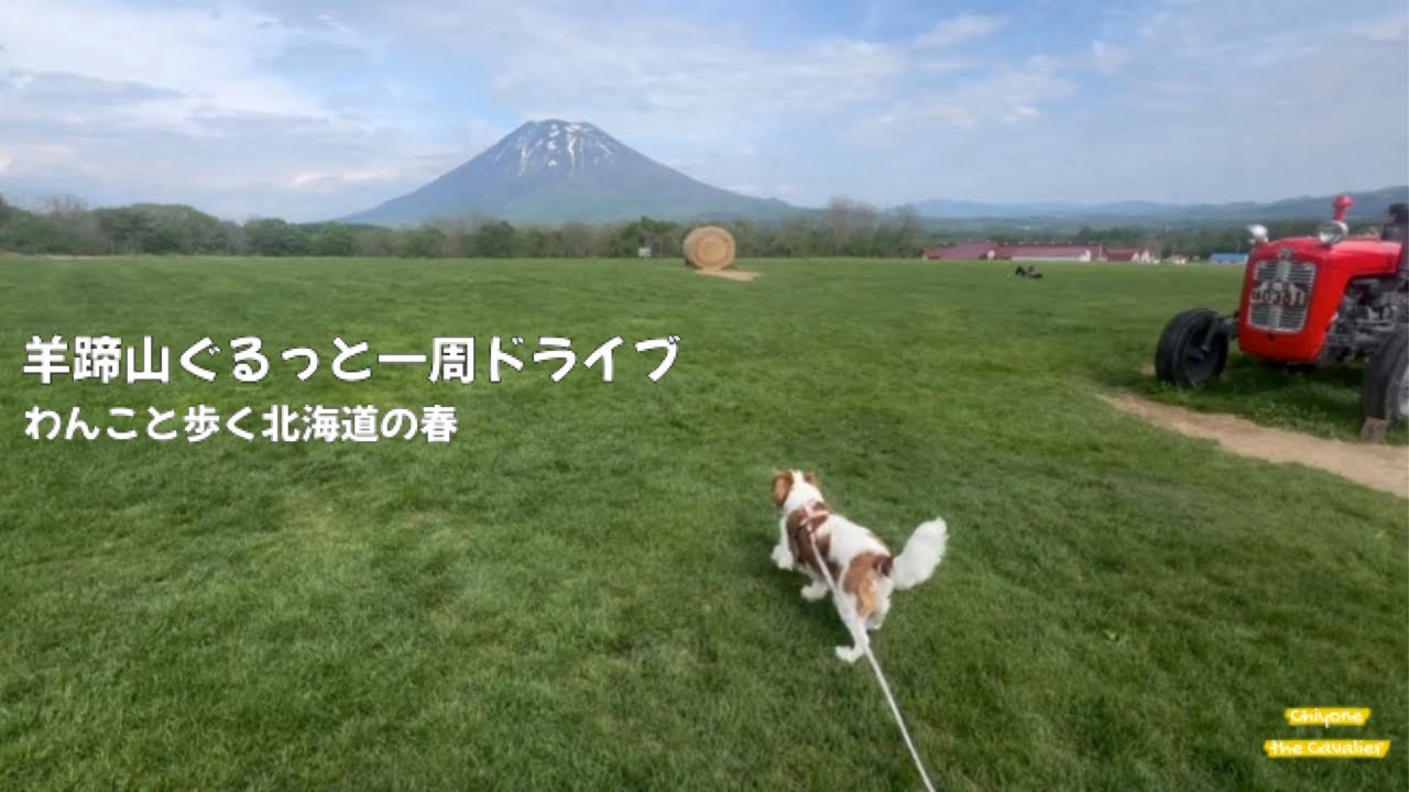 羊蹄山ぐるっと一周【犬連れ北海道旅行とドライブ】 - Visiting the locations that inspired Ghost of Yōtei【犬連れ北海道旅行 キャバリア】