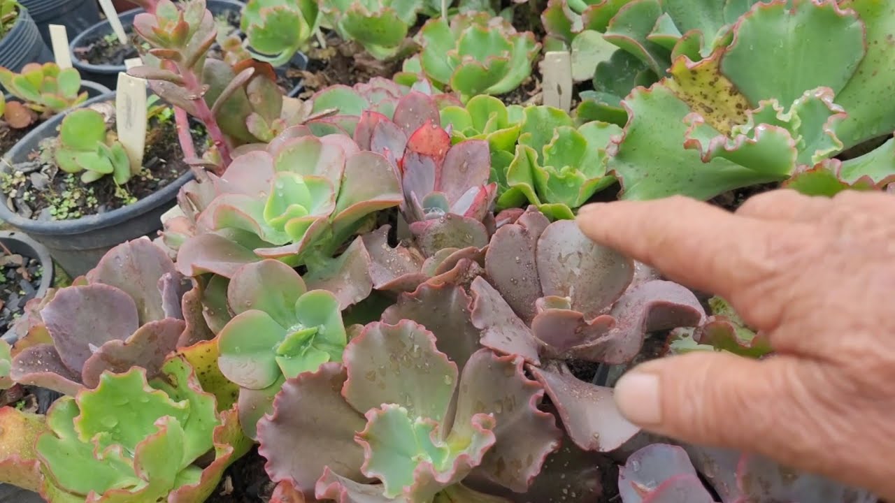 MULTIPLIQUE SUAS GIBIFLORAS! O JEITO FÁCIL DE CORTAR E CUIDAR DOS CAULES.