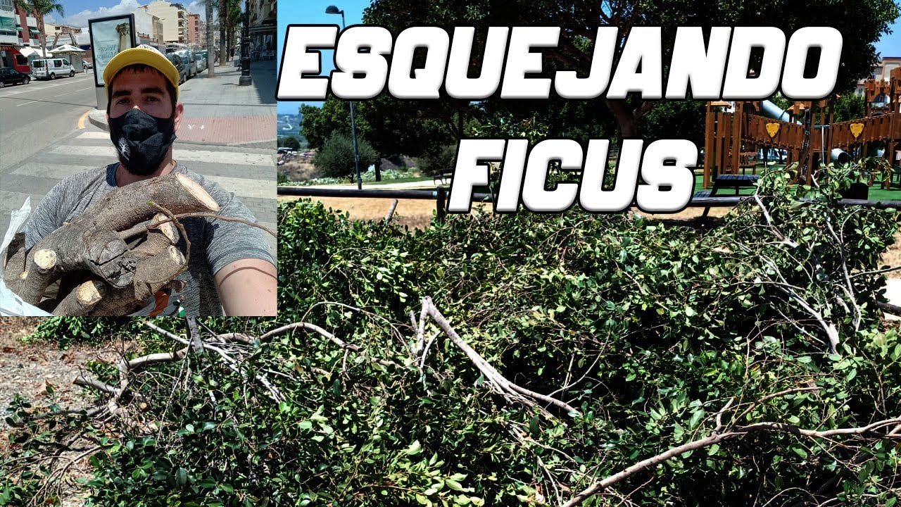 Plantando Estacas de Ficus Microcarpa y Benghalensis para Bonsai