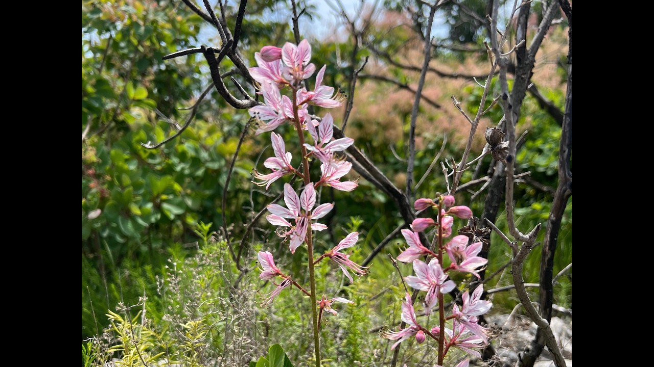 JEDOVATÉ RASTLINY A ICH TAJOMSTVÁ__Lucia Čahojová  (Webinár Daphne - Inštitút aplikovanaj ekológie)