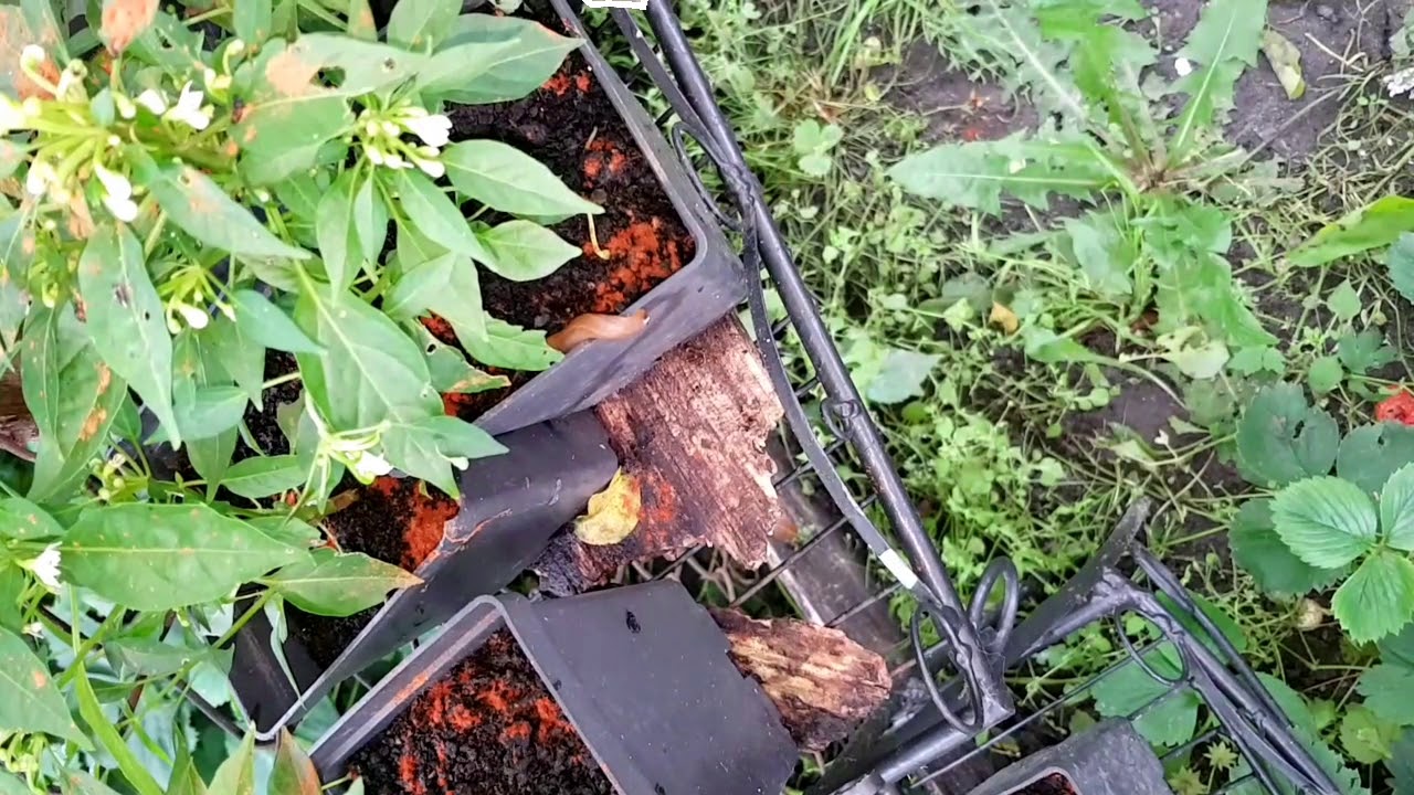 Sposób 1 na ślimaki nagie - cynamon z chilli.