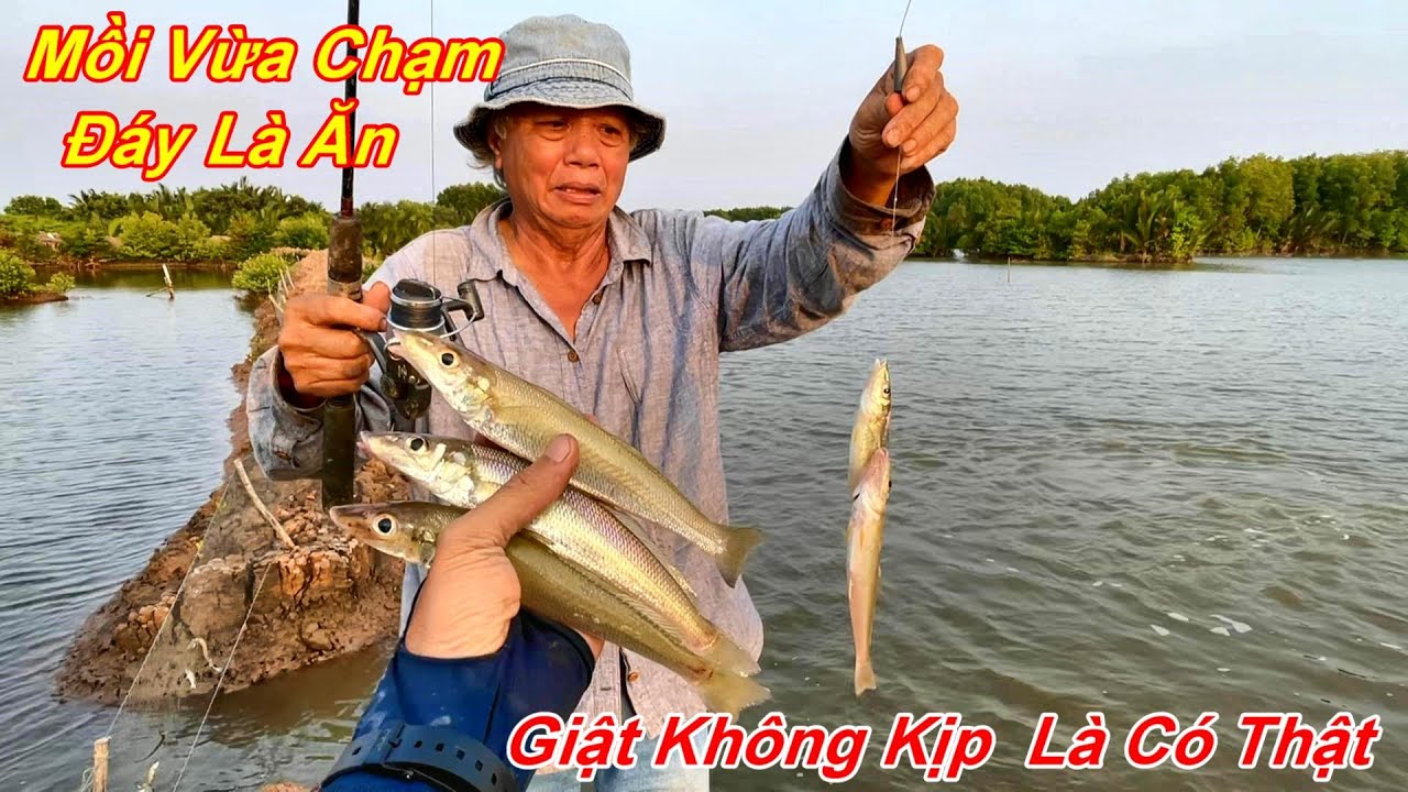 Câu cá chẽm , Câu cá Bóng Đục Khủng To Như Cổ Tay ,  GIẬT KHÔNG KỊP NGHỈ LÀ CÓ THẬT @HuyFishingVlog