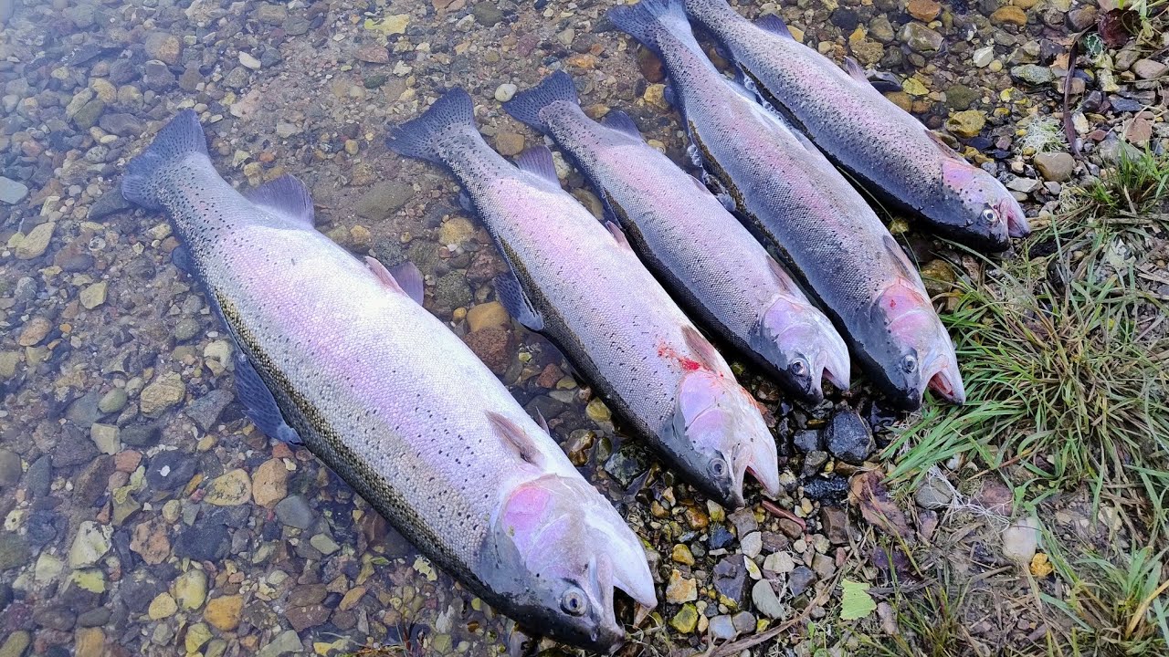 Del 2/3. HP's Fiskesø - Genoprejsning efter en hård September. 😅🐟🎣