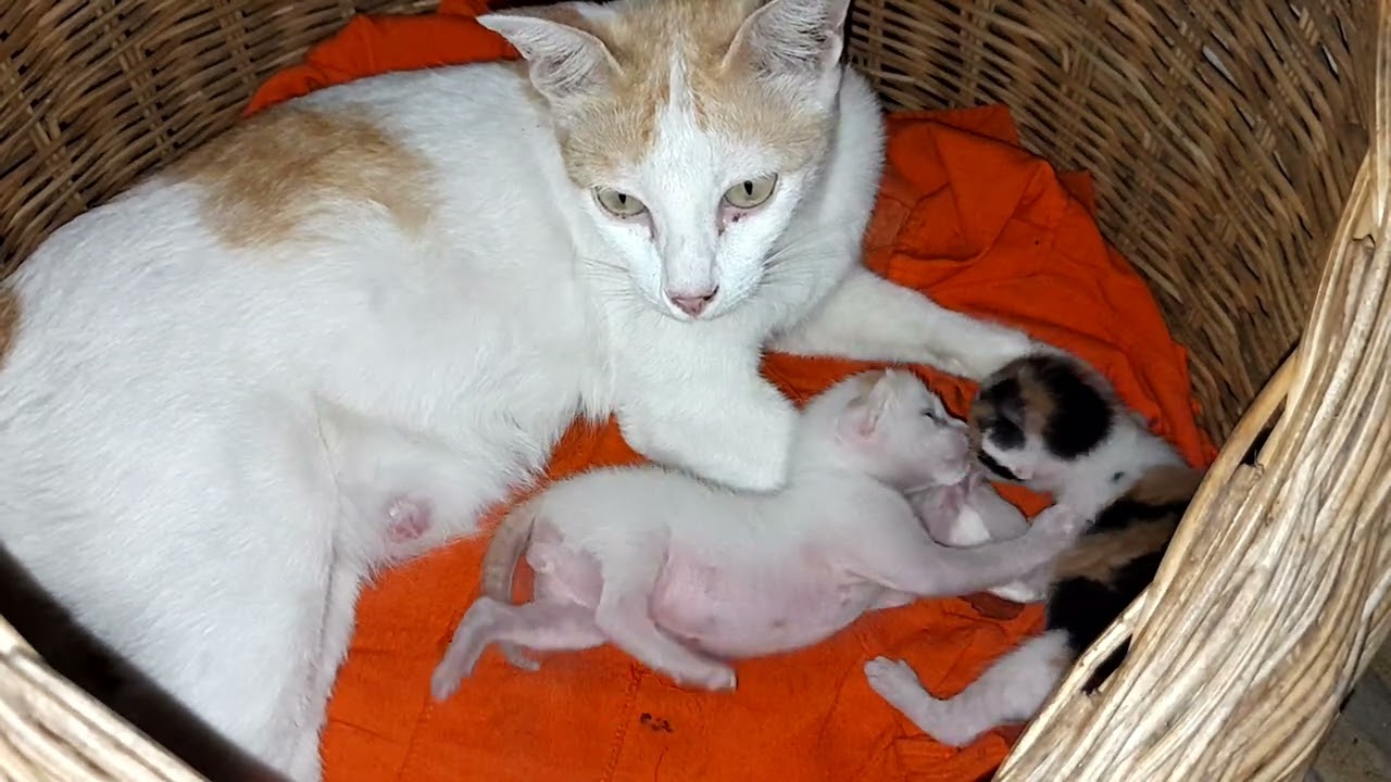 Mom cat with her cutest baby kittens 