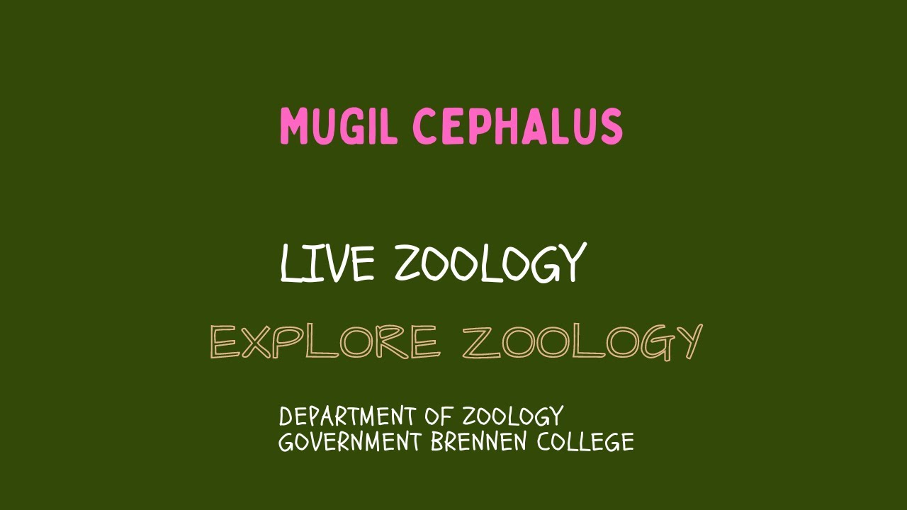 Mugil cephalus