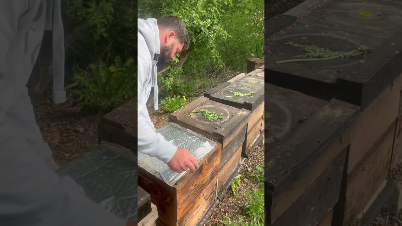 Beehive inspection / check #bees #beehive #honeybee #beekeeping #honey #bee #beekeeper #savethebees