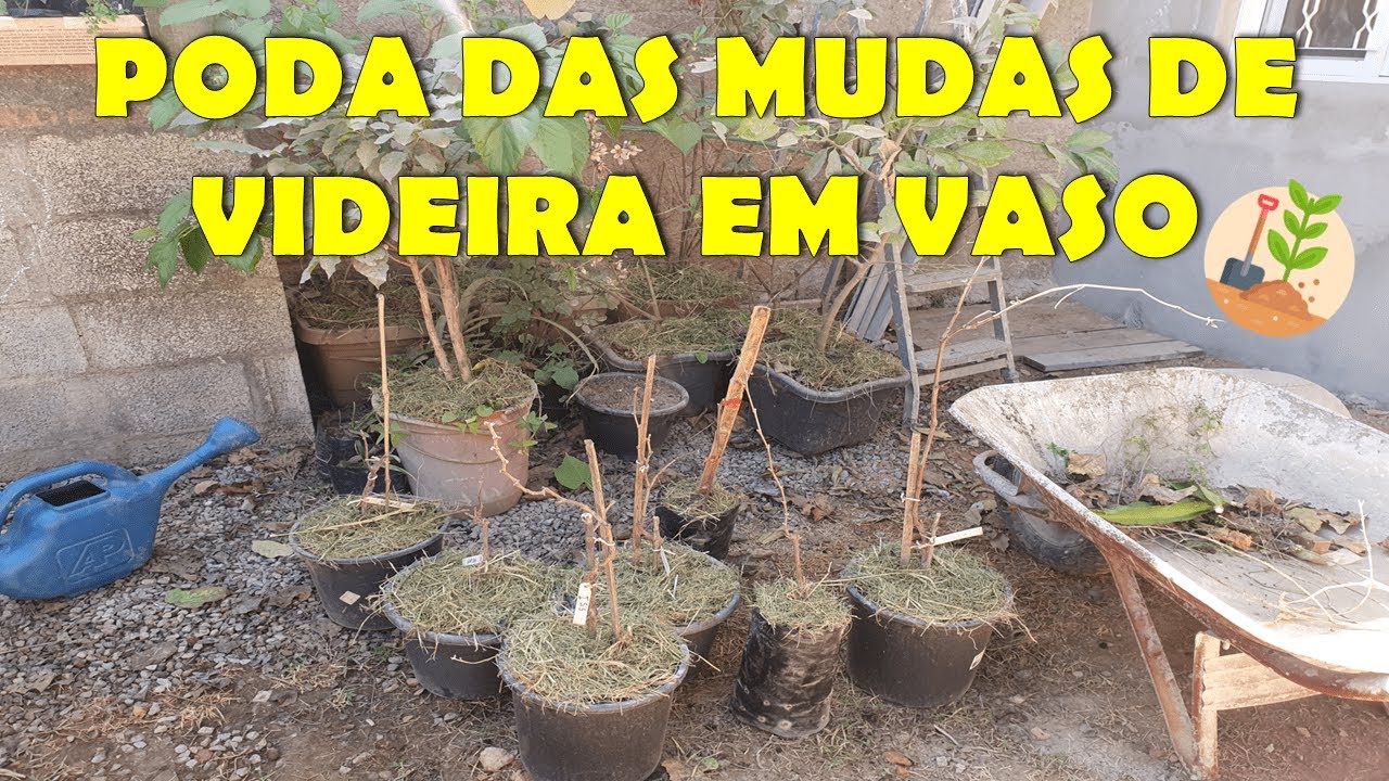 Como fazer a poda de mudas de videira em vaso