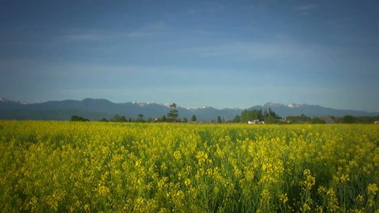 Weather in Port Angeles WA