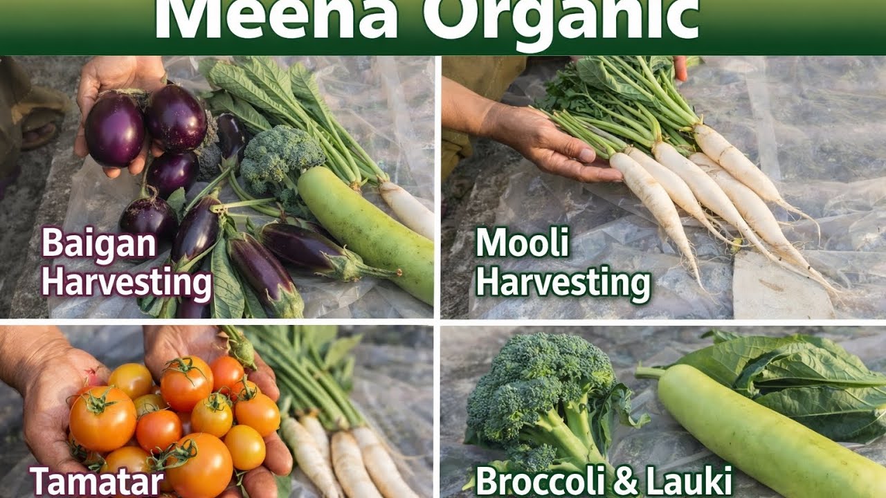 Fresh Organic Vegetables Harvesting 🥬🍅 | Village Farming | Meena Organic #meenaorganic #garden 