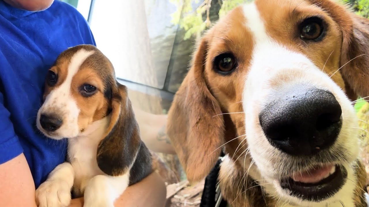 Puppy removed from mass breeding facility is all grown up
