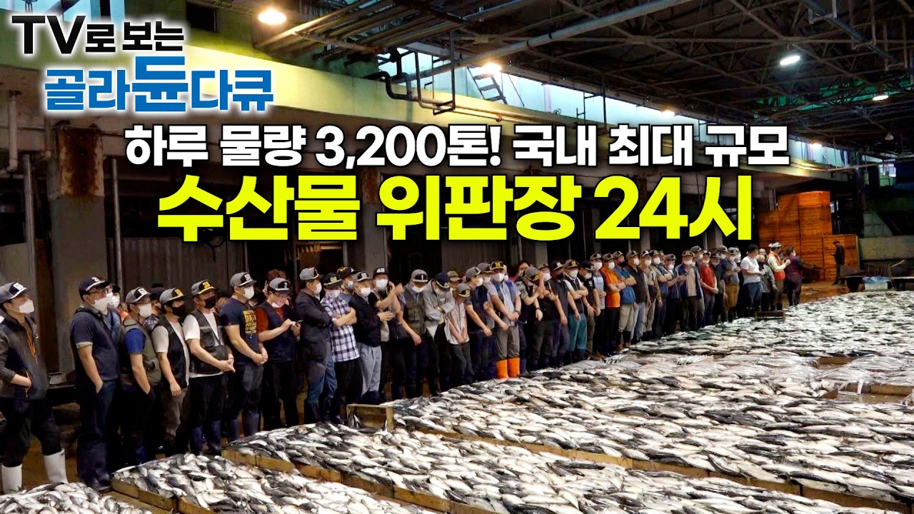 입이 떡 벌어지는 생선 행렬에 작업 인원만 1,000명! 국내 최대 규모 수산물 위판장 24시｜위판장에 출근 시간만 있고 퇴근 시간은 없는 이유｜농수산물시장｜극한직업｜#골라듄다큐
